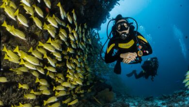 Red Sea diving spots in Saudi Arabia