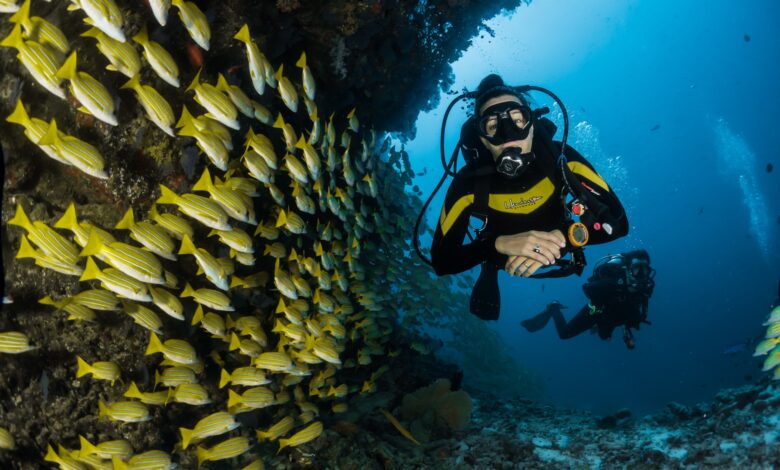 Red Sea diving spots in Saudi Arabia